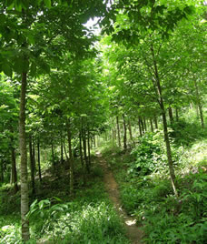 Plantation of Aquilaria trees in the mountains of Vietnam